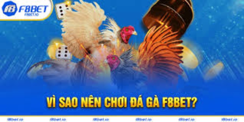 Đặc Điểm Nổi Bật Của Đá Gà Tại F8BET1.icu